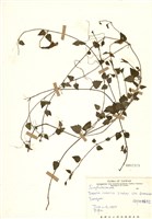 藏品(倒地蜈蚣)的圖片